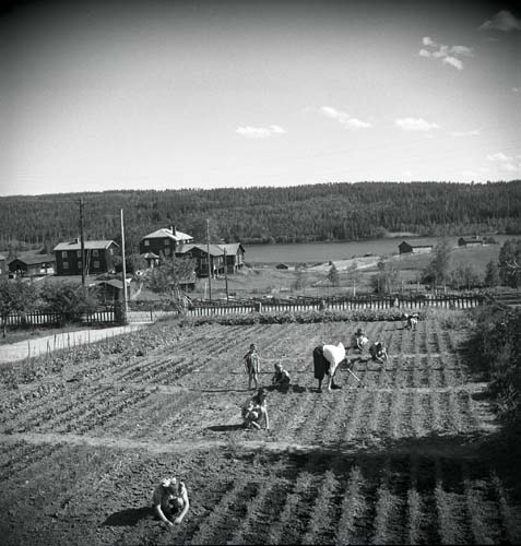 En vuxen och en grupp barn arbetar ute på odlingarna. Unga Odlare 1948 - 1949.
