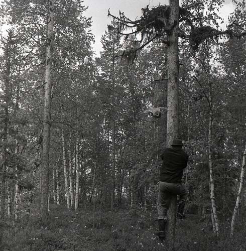 Lappugglan anfaller. Bo hittat av Åke o Hilding, 20 juni 1960.
