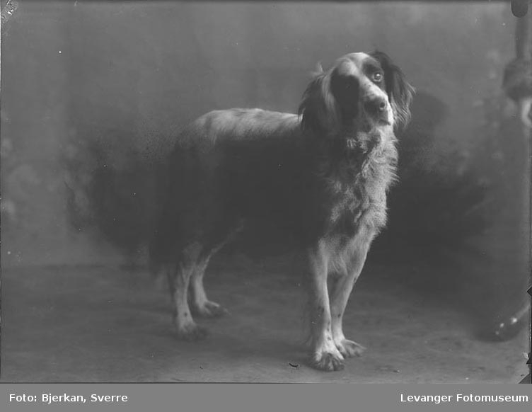 Portrett av Nordenborgs hund