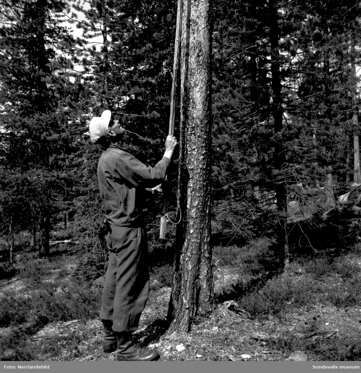 Skogsarbetare visar olika metoder för mätning av träd på rot samt markberedning för väg eller kraftledning.
