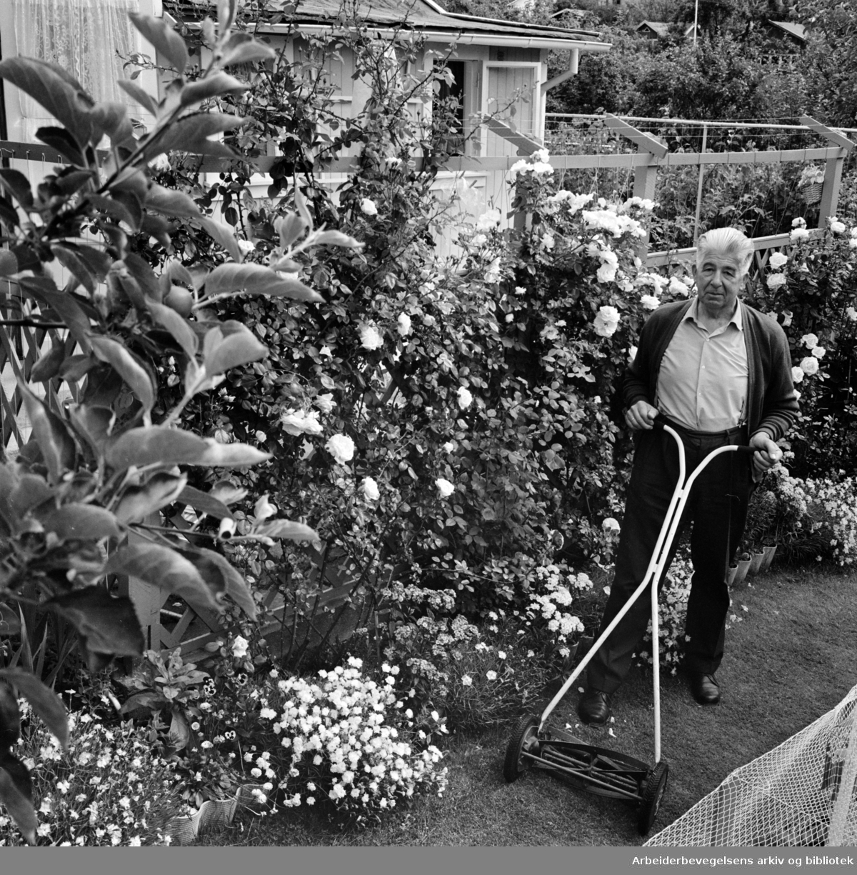 Rodeløkka Kolonihage. Kasserer Kristinus Fosse klipper plenen i sin vakre hage. Juli 1967