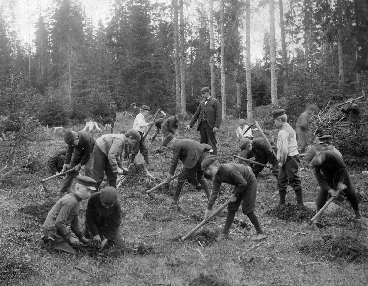 "Skogplantning ved skolebarn."