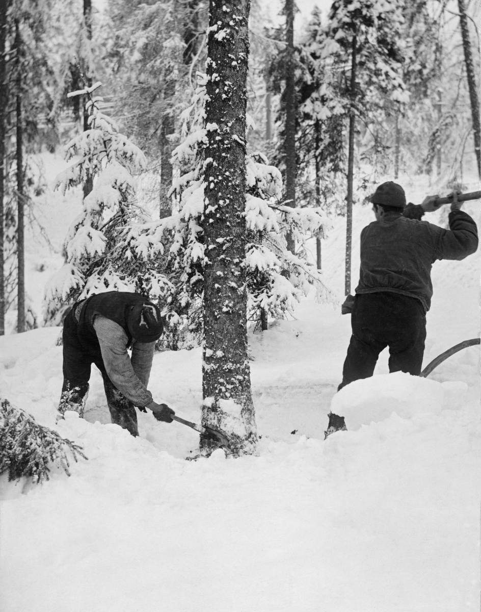 Tømmerhogst i Frognersæterskogen i Nordmarka, vinteren 1904.  Fotografiet viser to karer som hogger på den samme granstammen, men fra hver sin side.  Den ene er iført mørk vest, lys skjorte og hatt og står i en bøyd stilling (til venstre), den andre har vadmelsbukser med votter i lomma, busserull og hatt og står oppreist (til høyre).  Bak sistnevnte ses ei bogesag med granboge, som antakelig skal brukes ved aptering (jfr. DSS. 3496). Hogsten foregår i et snødekt landskap med gran som dominerende art. Skogbruk. Tømmerhuggere. Tømmerhugger. 