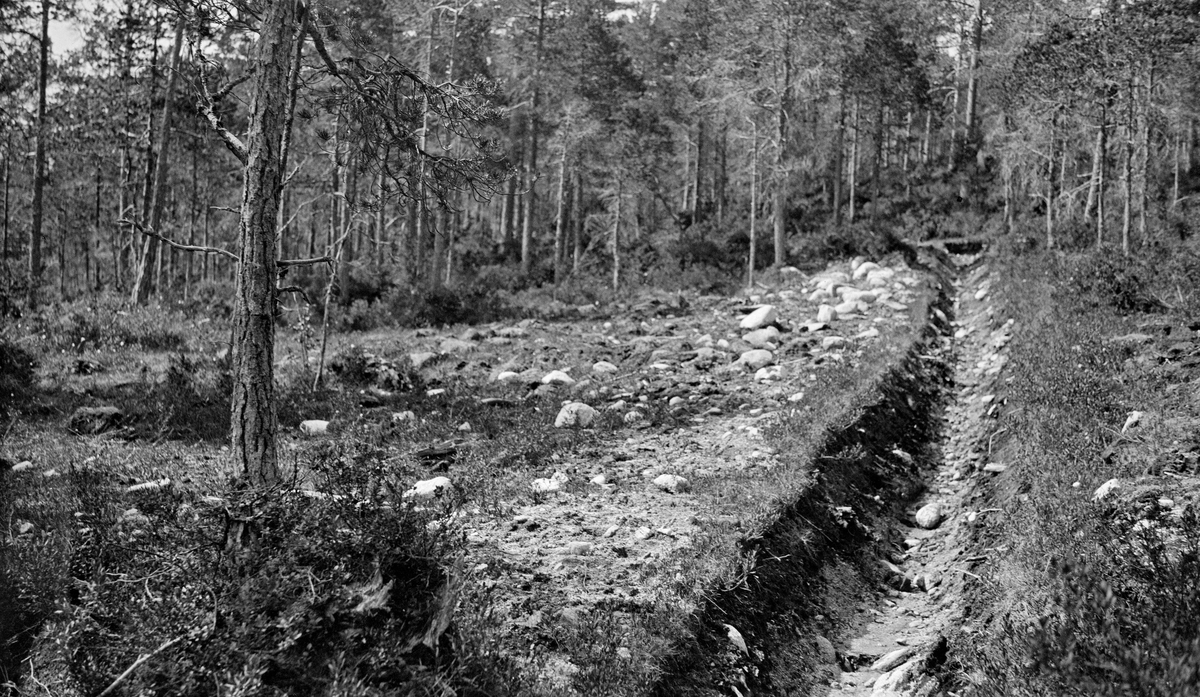 Grøftet myr, fotografert på Nord-Møre i 1932.  I forgrunnen ser vi ei handgravd grøft, der torv og noe underliggende mineraljord var spadd opp på den ene sida av grøftetraseen.  Bak grøfta vokste det glissen furuskog av varierende form og størrelse.  De første forsøk med grøfting med sikte på å stimulere skogproduksjon på vassjuk utmark ble gjort på andre halvdel av 1800-tallet.   Suksessen varierte, men i enkelte tilfeller kunne en registrere en rask tilvekstøkning hos trærne når vannet ble ledet vekk.  Dette var bakgrunnen for at grøfting ble en hjertesak for Det norske Skogselskap, som ble stiftet i 1898.  Selskapet disponerte en stor del av midlene sine til grøftetilskudd.  Trangere økonomi i næringa etter krakket i begynnelsen av 1920-åra førte til at grøfteaktiviteten sank.  Myndighetene ønsket imidlertid å styrke skogproduksjonen, for å styrke råstoffgrunnlaget for den viktige treforedlings- og trelastindustrien.  I 1941 ble det ansatt en egen grøftekonsulent i Landbruksdepartementets skogavdeling.  I etterkrigsåra ble det eksperimentert mye med dynamittsprenging av grøfter, men det var traktorgravemaskinene som gav skoggrøftinga et stort oppsving i 1960- og 70-åra.  Heller ikke denne gangen tilfredsstilte resultatene alltid forventningene.  Myrgrøftinga i skogen har for øvrig blitt mer omdiskutert, både fordi den anses å redusere landskapsmangfoldet og artsmangfoldet, og fordi denne typen dreneringsarbeid aksellererer frigjøringa av karbondioksid fra torva, og dermed har en uønsket klimaeffekt.