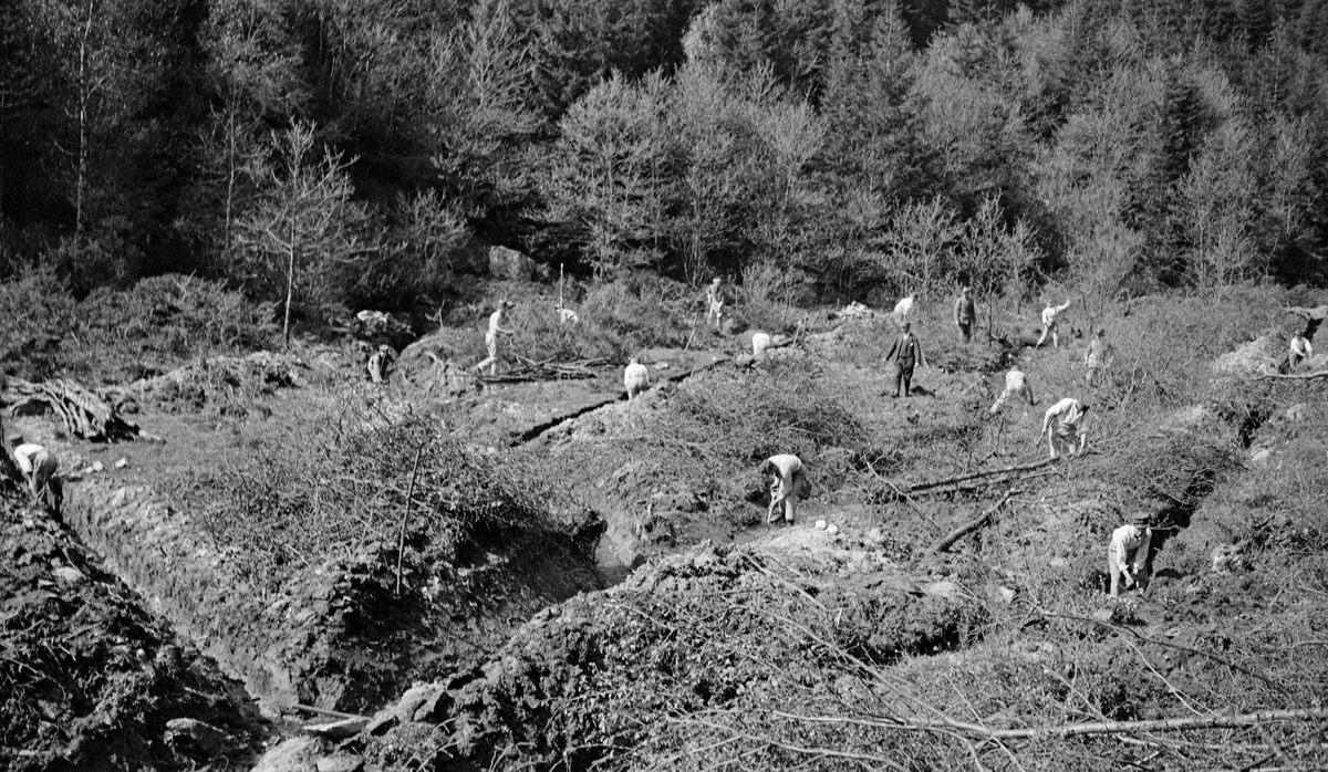 Grøfte- og ryddearbeid under skogrekruttskolen på Ulven i Os i Hordaland sommeren 1932. Dette tiltaket samlet 86 rekrutter til ei blanding av militære øvelser og skogreisingsaktiviteter på statens eiendommer i området samt noen privateiendommer.  Rekruttene grov drøyt 11 kilometer grøft under prosjektet.  Mesteparten av dette arbeidet ble gjort for å drenere sumpig mark med sikte på å bedre vekstvilkårene for skogstrær.  Dette bildet er imidlertid fra eiendommen Mobergsli, der rekruttene både grøftet og ryddet et areal på 16 dekar, som skulle bli kulturbeite.  Poenget med dette var å effektivisere utnyttinga av markressursene.  Ved å la dyra beite på slike dyrkete grasarealer, kunne en spare beitetrykket i skogen.  På Vestlandet hadde omfattende husdyrbeiting i utmark vært et betydelig hinder for gjenvekst av skog. Litt generell informasjon om skogrekruttskolen på Ulven i 1932 finnes under fanen «Opplysninger».