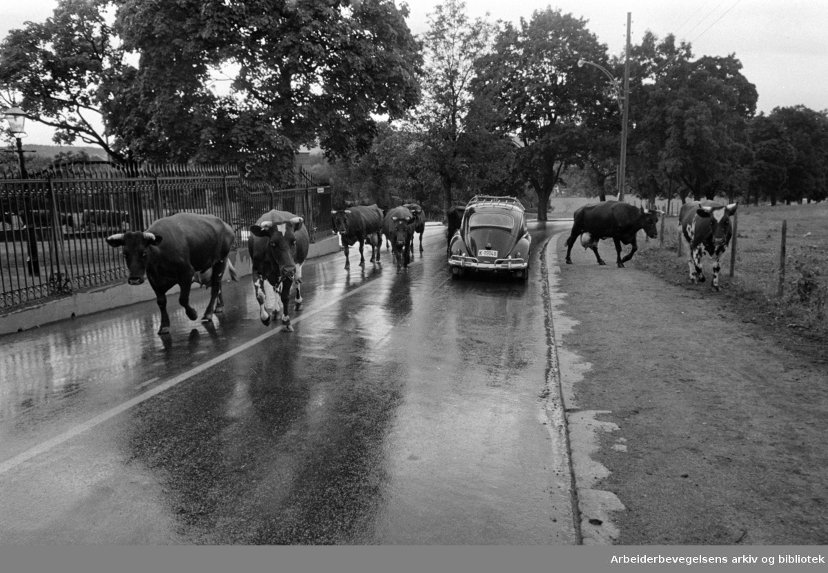 Bygdøy. Kongsgården. Hans Majestet Kongens kuer har tatt seg en tur på veien. Juli 1966
