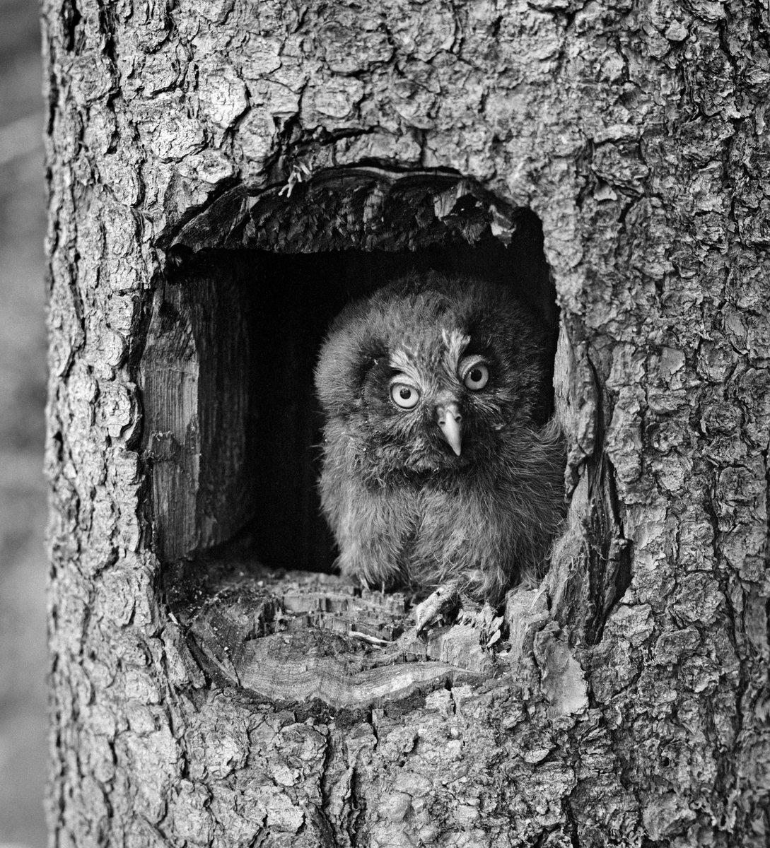 Perleugle (Aegolius funerus), fotografert i et rugehull i ei gran.  Fuglen satt vendt mot fotografen.  Bildet ble tatt i 1967.  Fotografen har ikke notert seg opptaksstedet, men han bodde i Elverum og de fleste av naturbildene er tatt der, i Trysil eller Engerdal.