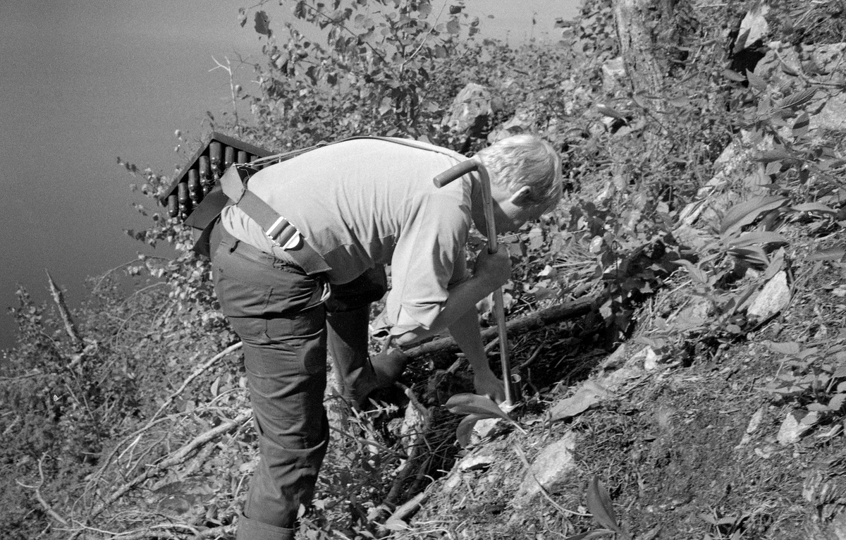Fra planteforsøk med pottebrettplanter i Brakandalskotet, på østsida av Kviteseidvatnet i Kviteseid i Telemark, sommeren 1979.  Vi ser en av plantørene fra sida, idet han  – kledd i gummistøvler, arbeidsbukser av beavernylon og bomullskjorte – plasserte ei pluggrotplante i et hull han hadde stukket på en skrent.   Forsøkene foregikk altså i kupert terreng, der plantørene måtte ta seg fram på et underlag hvor det både var hogstavfall (tørrkvist) og krattskog.  Poenget med undersøkelsen må ha vært å finne ut hvordan man mest mulig rasjonelt skulle arbeide med den nye plantetypen – dekkrotplanter som var drevet fram i pottebrett av plast, og som følgelig gikk under betegnelser som «pottebrettplanter» eller «pluggplanter».  Disse plantene ble levert i rektangulære dyrkingsbrett av svart hardplast (polyetylen), vanligvis med 95 plantehull.  Ved utplanting ble pluggplantene varsomt trukket ut av brettene og plassert i et dertil egnet hull i marka, som plantøren hadde lagd ved hjelp av ei «spaserstokkformet» hullpipe av stål, som vedkommende presset ned i marka ved å sette foten på en liten stålknast nederst, der den også bidro til å gi plantehullet riktig dybde.  Hullpipeinnretningen var uomtvistelig effektiv, men hvordan var det greiest å få plantene fram til utplantingsstedet?  I begynnelsen var det vanligst å sette et handtak på pottebrettet, slik at plantøren kunne bære det i den ene handa og hullpipa i den andre.  Det fungerte ganske greit i flatt lende, men var besværlig i terreng der plantøren strevde med å ta seg fram, som på dette fotografiet.  For å løse dette problemet, ble det gjort forsøk med ulike innretninger som innebar at plantene var festet til plantørens kropp.  På dette fotografiet ser vi bruk av såkalt «hoftemeis», som besto av et magebelte og en skulderstropp, som skulle hindre at magebeltet seg nedover på grunn av tyngden i pottebrettet.  Brettet ble festet til bæreinnretningen ved hjelp av en krok.  I dette tilfellet later det til at hoftemeisen også var utstyrt med et lærstykke som skulle skjerme hoftepartiet mot gnag fra plastbrettet.  Med en slik bæreinnretning hadde plantørene betydelig bevegelsesfrihet, og det viste seg også at effektiviteten ble større enn når de bar med seg pottebrettene i handtak.

Det var Ragnar Strømnes (1926-1989) som ledet disse planteforsøkene, hvor man registrerte variasjoner i tidsforbruk, produktivitet og arbeidsbelastninger.  Disse viste seg å variere kraftig etter om plantøren arbeidet seg horisontalt bortover i lia, eller om han gikk opp og ned.