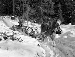 Kåre Østerhaug (1916-1981) fra Trysil kjører tømmer med hest
