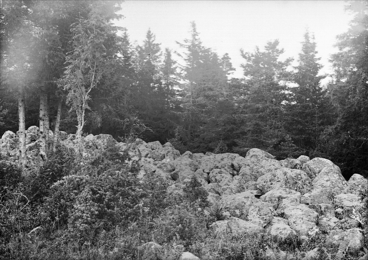 Stenröse i skogskanten 1924