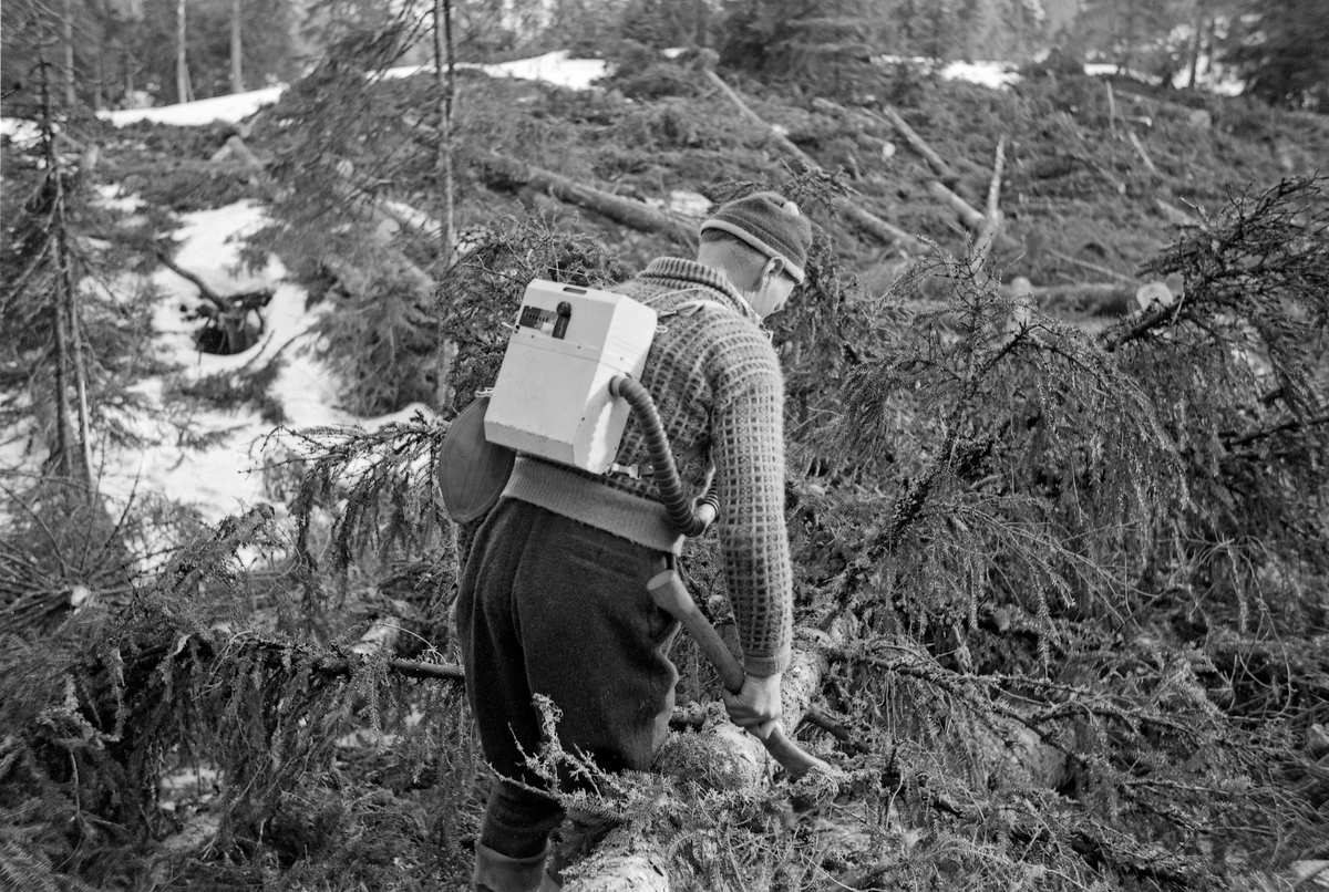 Skogsarbeider Gustav Tallakstad (1911-1982) fra Lardal i Vestfold, fotografert i arbeid i Treschow-Fritzøes skog på Akerholt i Lardal under den store hogstundersøkelsen i 1965.  Da dette fotografiet ble tatt kvistet Tallakstad ei gran ved hjelp av øks, påmontert arbeidsfysiologiske registreringsinnretninger.  Den nevnte hogstundersøkelsen ble først og fremst gjort for å kartlegge arbeidsprestasjoner ved avvirkning av gran og furu av ulike dimensjoner, i forskjellig terreng, under vekslende klimatiske forhold og med varierende bearbeiding av stokkene i skogen.  Hovedmålet var å definere normalprestasjoner knyttet til aktuelle driftsopplegg, som et faktagrunnlag for tarifforhandlingene i skogbruket.  Men forskerne viste også en viss interesse for den fysiologiske anstrengelesene som lå bak arbeidsprestasjonene.  Norsk Skog- og Landarbeiderforbund og Skogbrukets Arbeidsgiverforening hadde oppnevnt hver sin «typearbeider», som skulle delta i undersøkelsene på mange forsøksfelt rundt i landet.  Disse to karene var også «prøvekaniner» for registreringa av de arbeidsfysiologiske belastningene.  Påfølgende sommer ble hjertefrekvenser og oksygenopptak registrert hos 17 skogsarbeidere over 41 dagsverk.  Gustav Tallakstad var den mannen Skog og Land valgte som sin typearbeider.  Hjertefrekvensen under arbeidet ble registrert via elektroder som var festet mot huden under brystvortene.  Impulser fra elektrodene ble overført via radiosender til en forsterkerenhet som gjorde det mulig for observatører – «tidsstudiemenn» – å registrere frekvensene.  Mer synlig på fotografiet er utstyret som ble brukt til å registrere åndingsaktiviteten.  Det besto av et tørrgassur som ble båret på ryggen.  Denne enheten hadde slangeforbindelse til ei maske foran munnen.  I denne maska satt det en tovegs ventil med liten motstand.  Pusting gjennom nesa ble umuliggjort ved hjelp av ei neseklype.  Dette utstyret ble brukt i 8 til 12 minutters intervaller før man fikk prøver som var analyserbare.  Tallakstad arbeidet i klær som var typiske for skogsarbeidere av hans generasjon.  Han var kledd i vadmelsbukser og ullgenser («islender»).  På hodet bar han ei topplue av ull og på beina hadde han langskaftete gummistøvler der den øverste delen av støvleskaftene var noe nedbrettet.