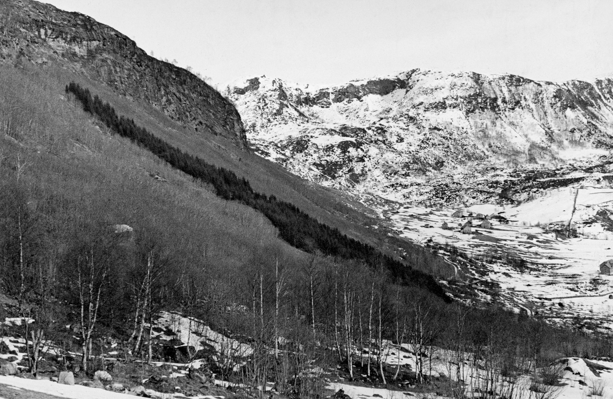 «Slettelandfeltet» eller «Slættelandfeltet» i Fjaler i Sunnfjord.  Fotografiet er tatt i en vestlandsdal en dag på ettervinteren i 1937.  Til høyre i bildet ser vi dalbotnen med gardstun, omgitt av snødekt, dyrket mark.  Bakenfor ligger en fjellrygg med lite trevegetasjon.  I lia til venstre i bildet derimot, vokste det skog, overveiende bjørk og annet lauvvirke.  Det som har fanget oppmerksomheten til fotografen, som var «statskonsulent i skogkultur», er et belte av plantet barskog (sannsynligvis gran [Picea abies]) fra dalbotnen oppover i lia, nesten like langt som bjørkeskogen og jordsmonnet nådde.  Om dette plantefeltet har Waldemar Opsahl notert seg følgende: «Slettelandsfeltet i Sunnfjord.  Ca. 25 mål og 30 år gammelt.  Prod. 13 m3 middeltilvekst pr. ha.  Kubikmasse 17,5 pr. dekar.»   Statskonsulentens kartotekkort for dette motiver er også pålimt en lapp, der han fornøyd konstaterer: «Lauvskogen må vike for barskogen.»