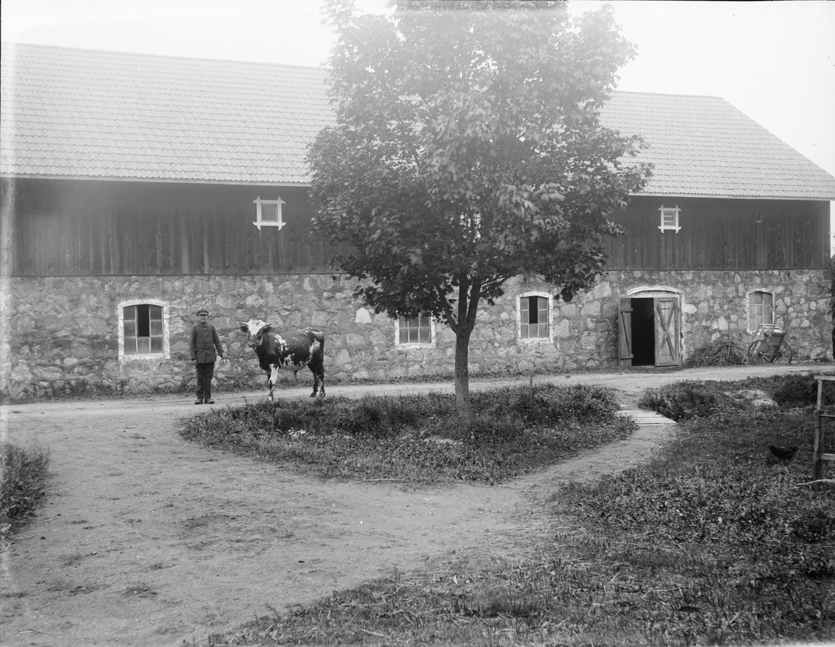 Man med tjur står framför ladugård i Sävasta, Altuna socken, Uppland