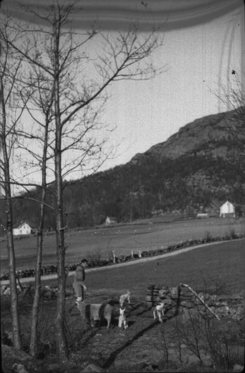 Wilhelm Hatleskog og Finn Johannessen på motorsykkeltur mellom Tau og Fiskå. Det er bilder fra en flokk med lam og sauer, en gård, et passasjerskip og landskapet. Wilhelm Hatleskog er på bilde 10 og 12 og Finn Johannessen er på bilde 5, 15 og 16.