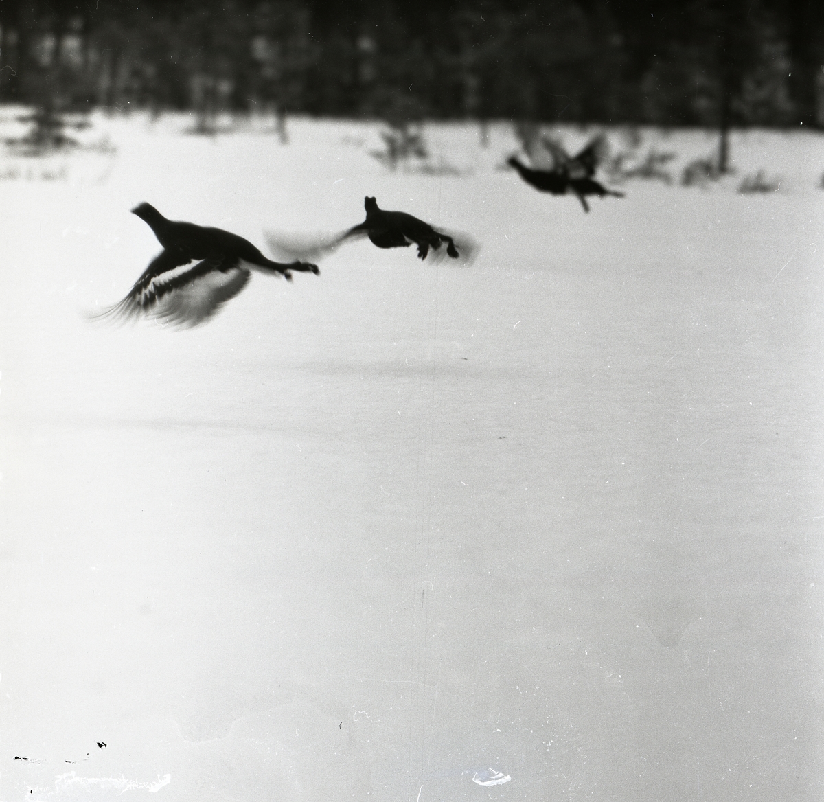 Tre flygande orrar intill skogsbrynet, april 1955.