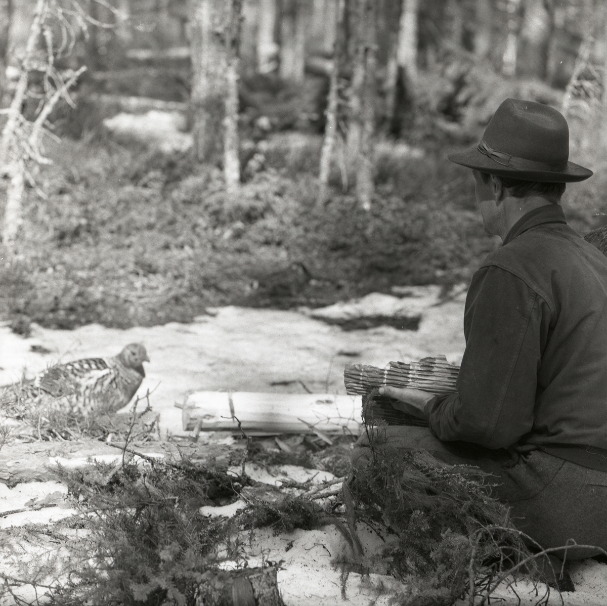 En tjäderhöna och en man i Nordanhöles skog den 25 april 1960.