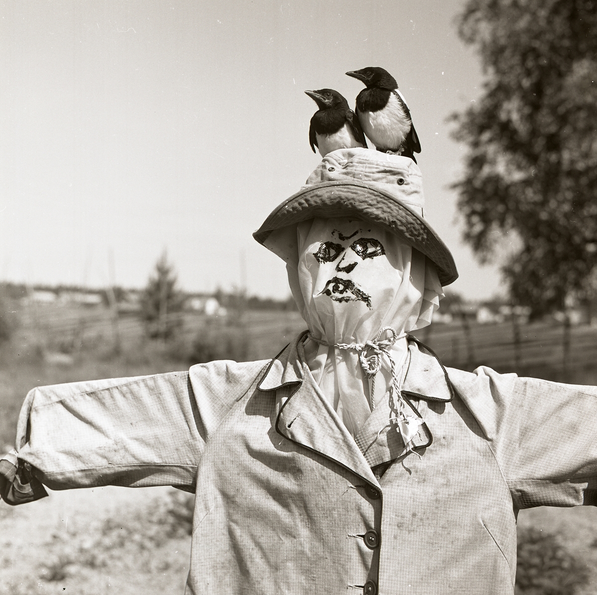 Kråkskrämman och skatungarna på huvudet av fågelskrämma, sommaren 1969.