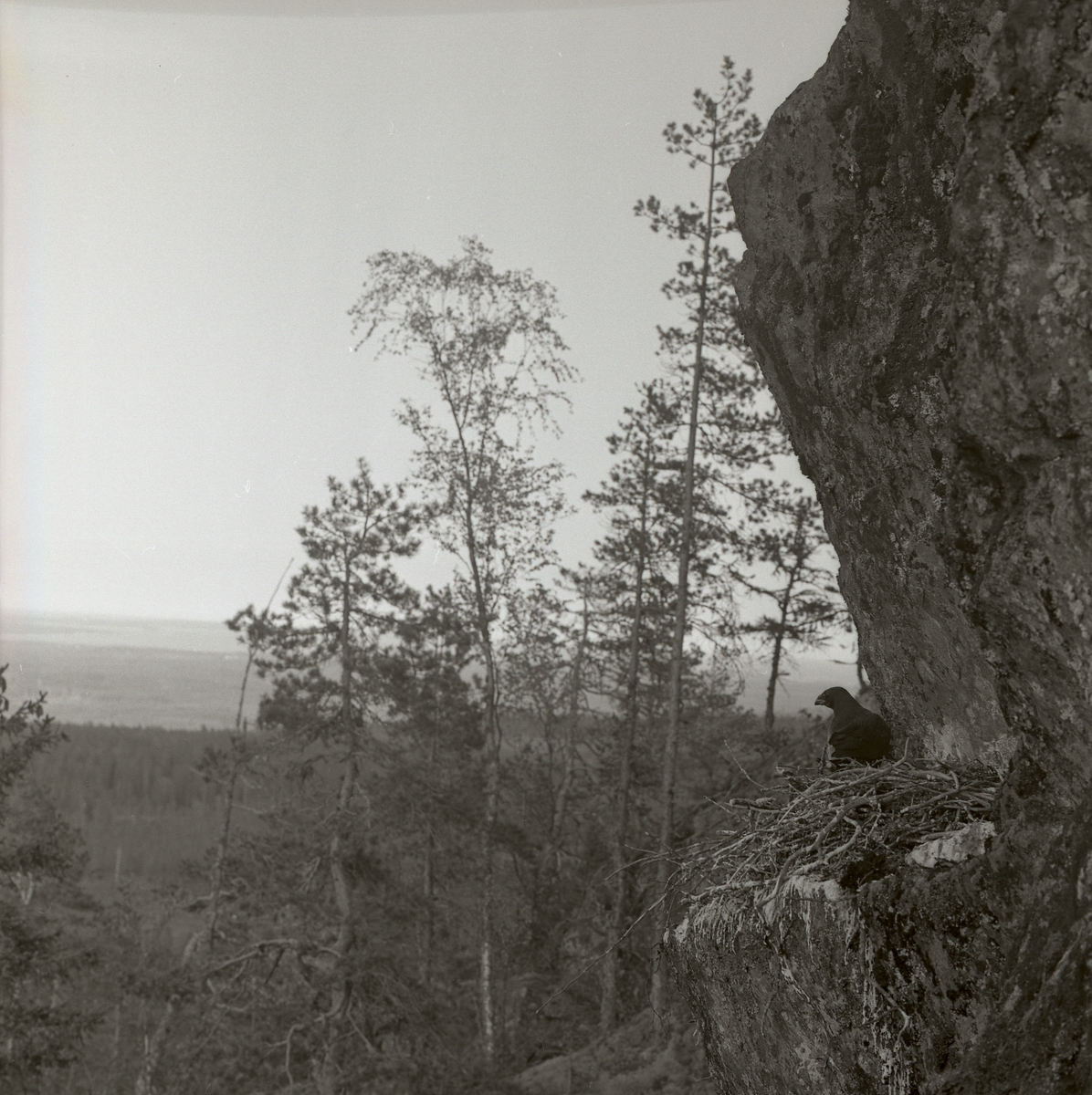 En korp sitter i ett fågelbo på klipphylla vid en skog 1962.