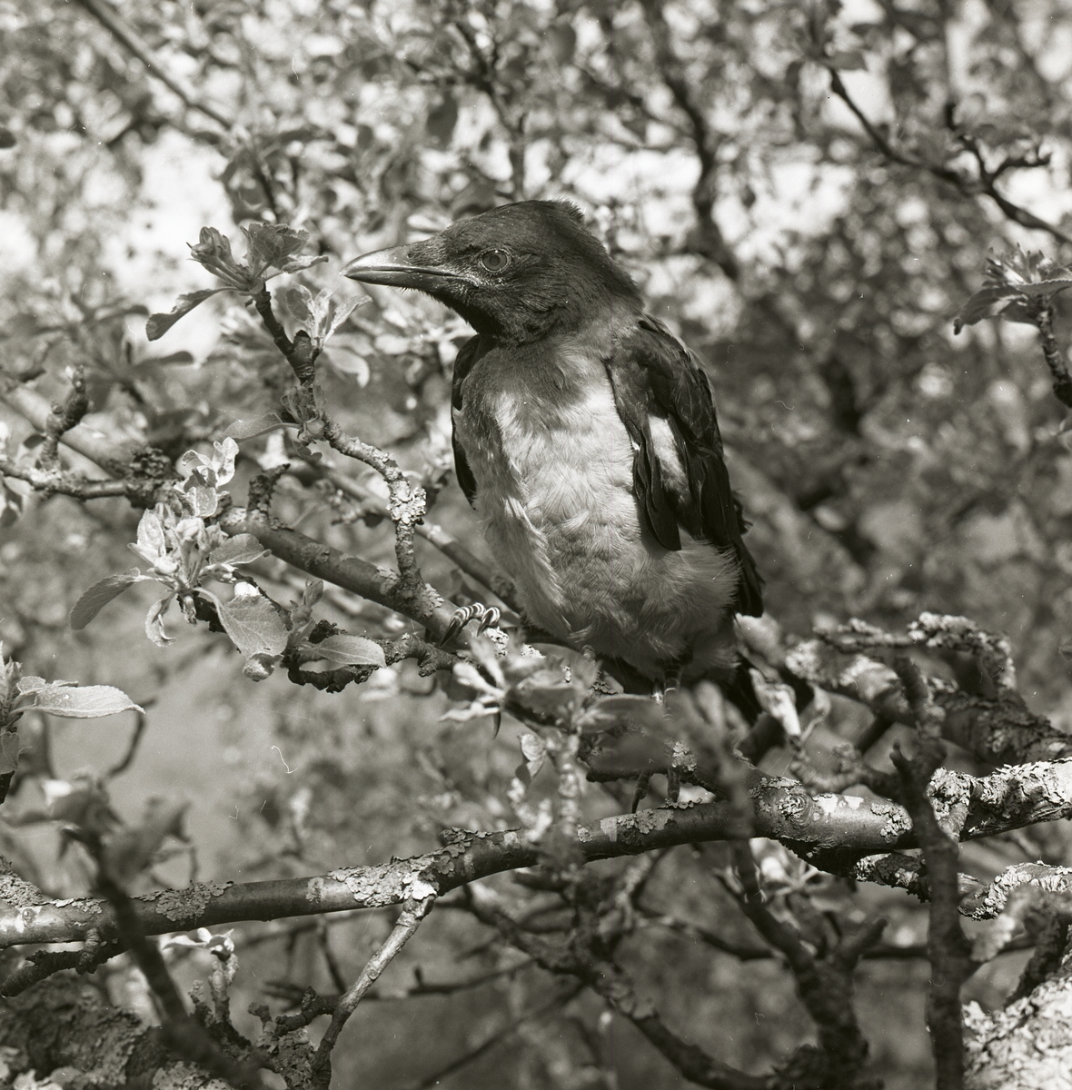 En kråkunge sitter i ett äppelträd på Höleåsen, sommaren 1969.