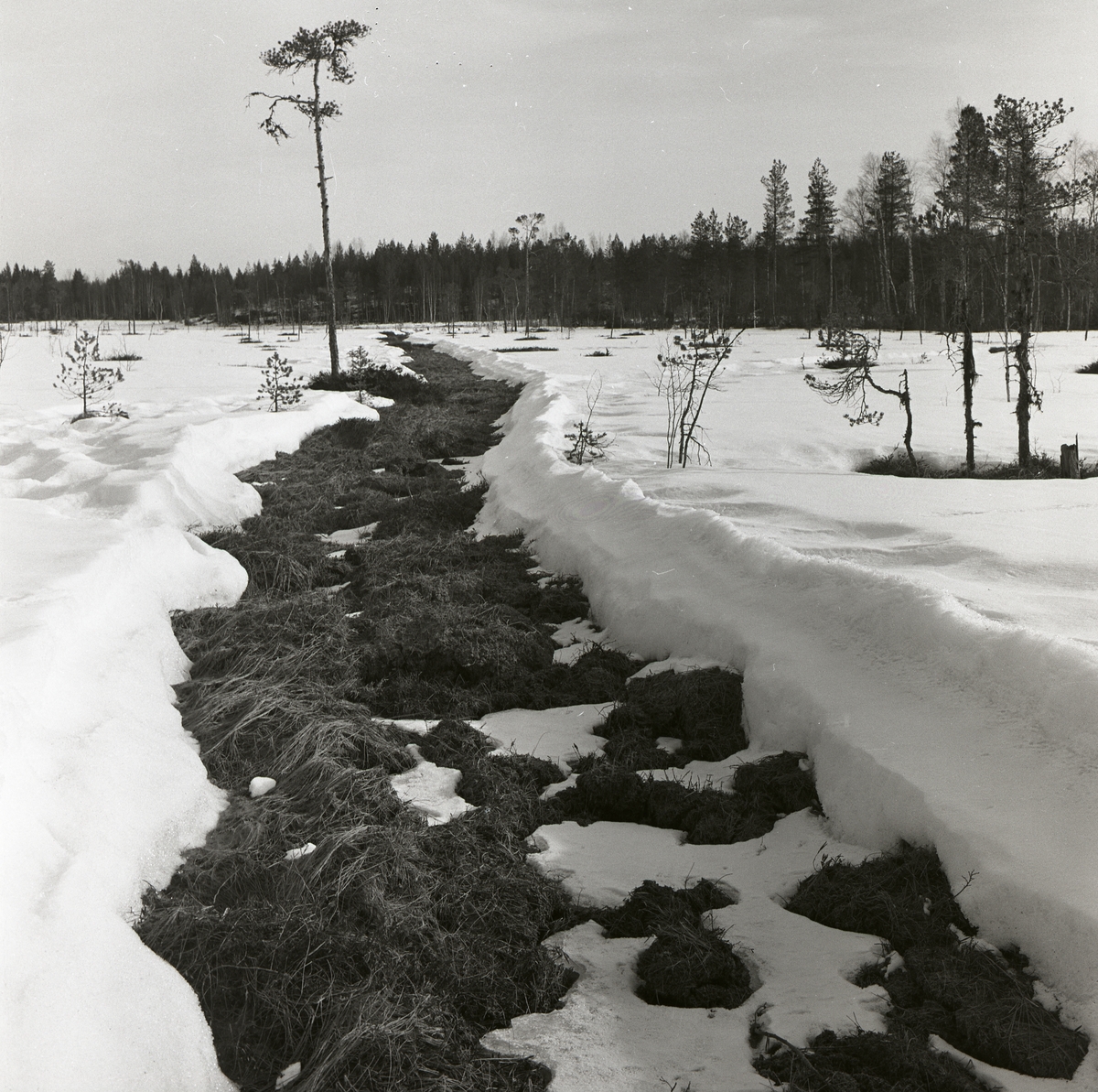 En snöfri väg över en snötäckt myr, 6 april 1960.