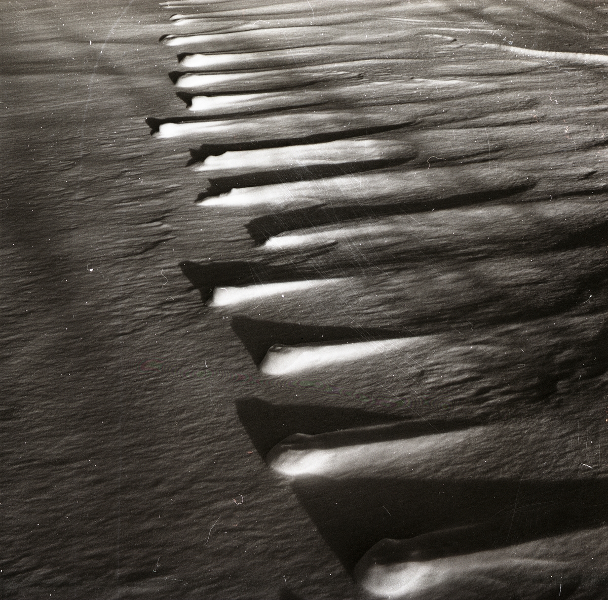 Rävspår i snön har bildat triangelliknande möster, 1982.