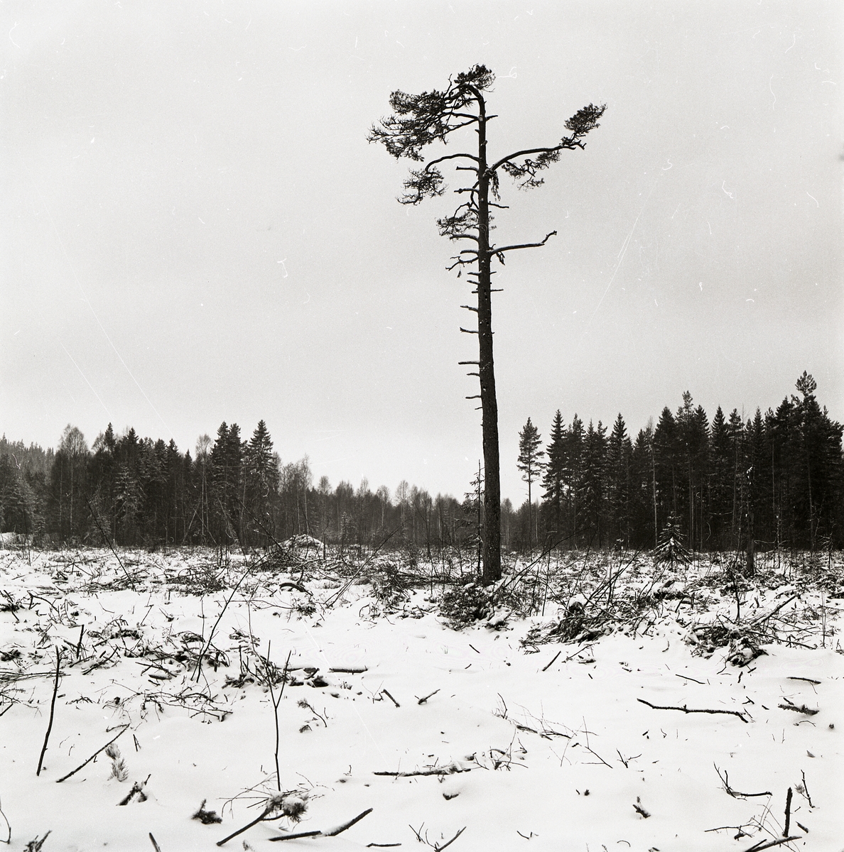 Ett träd står på ett hygge och har tappat nästan alla sina grenar, Ulva 1980.