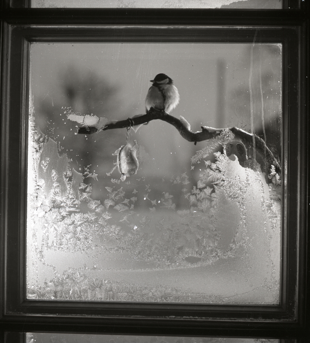 En talgoxe sitter på en gren utanför en fönsterruta delvis täckt med rimfrost, 1950.