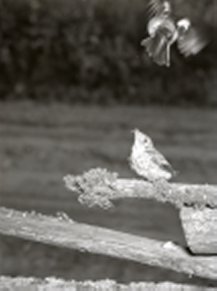 En svartvit fågelunge blir matad av en fågel medan den sitter på en hage, 23 juni 1953.