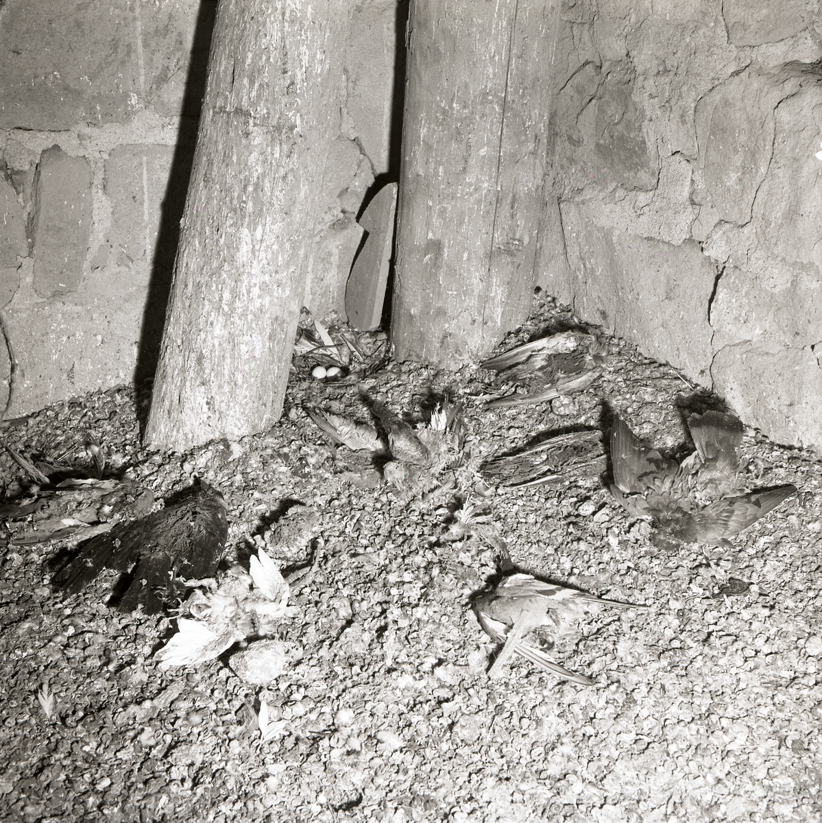 Ett antal döda duvor ligger på marken vid Hälsingtuna kyrka, 7 juni 1959.