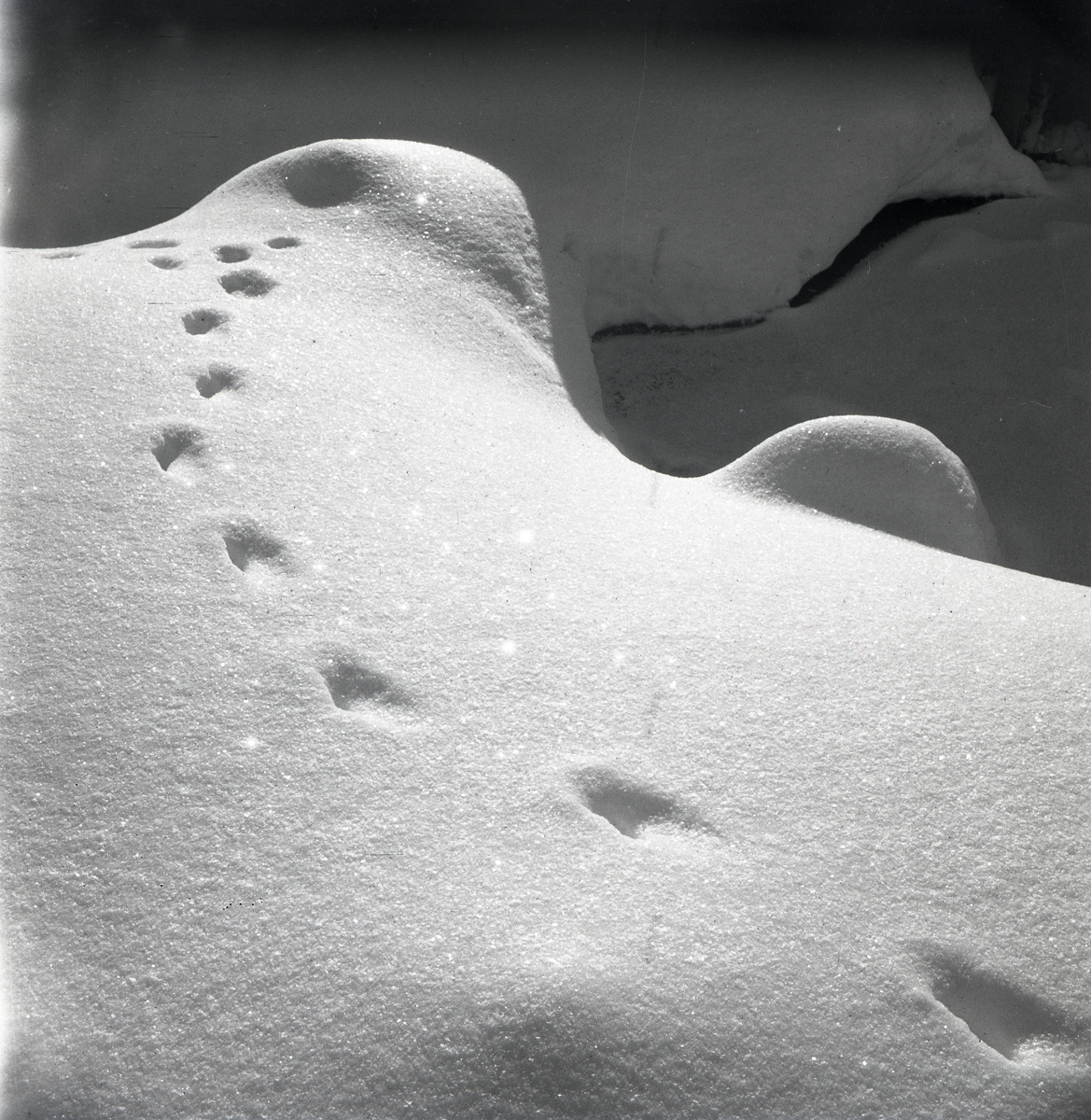 Rävspår i snön, 1948.