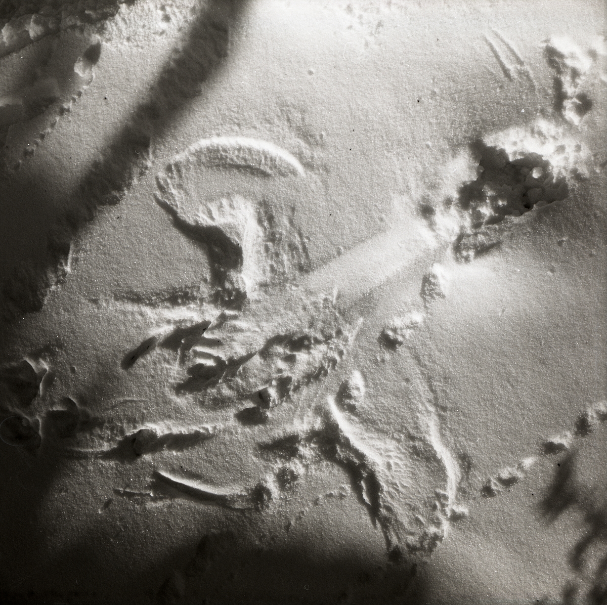 Djurspår i snön, troligtvis en fågel, 1972.