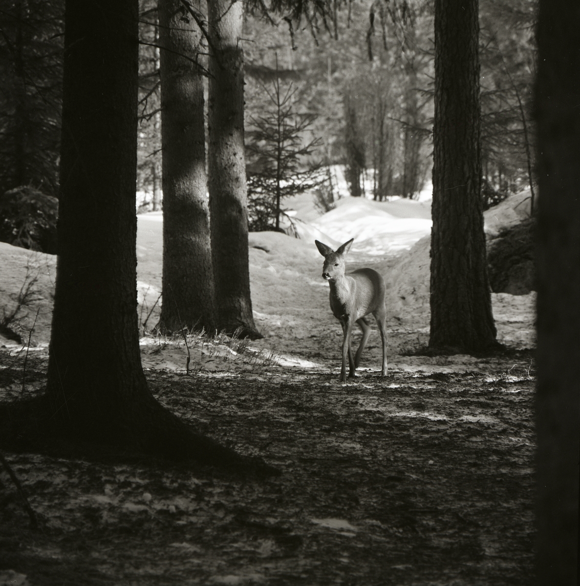 Ett rådjur går i skogen vid Bullerberget, 28 mars 1982.
