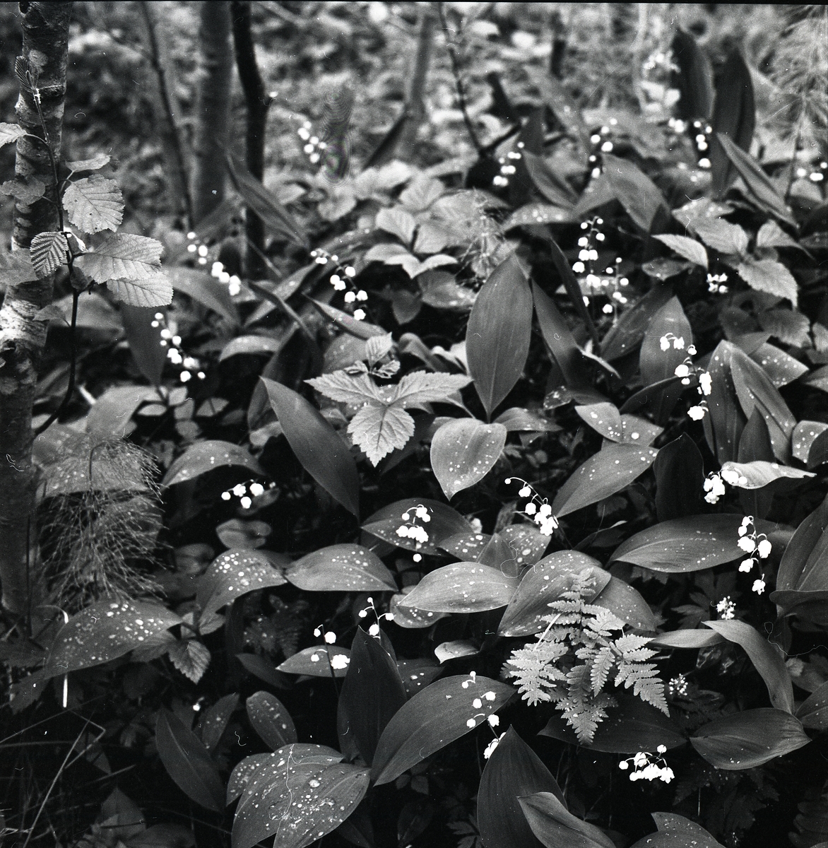 Blommande Liljekonvaljer, 17 juni 1956.