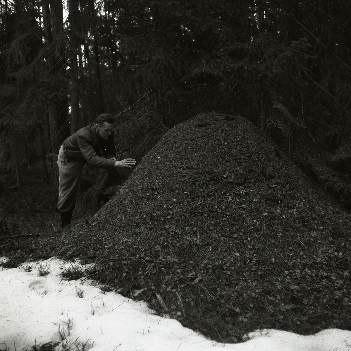 Hilding Mickelsson står vid en myrstack i Anneforsskogen, våren 1954.