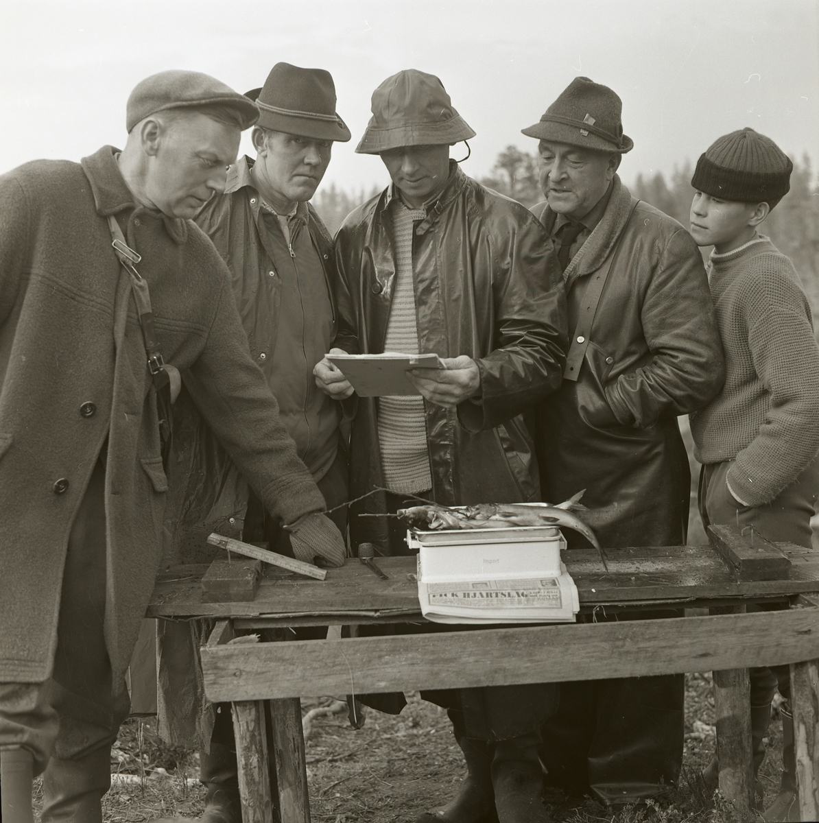 Flera män och en pojke står samlade runt ett bord för att väga och mäta fisk. Marmafiske Öljung 20 maj 1962.
