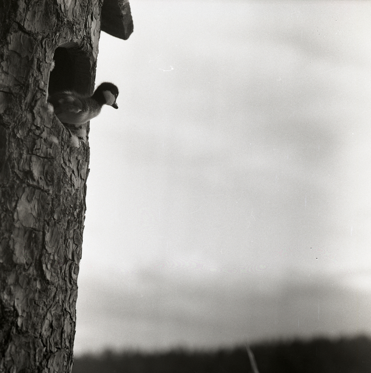 En knipunge står i en fågelholksöppning och kikar ut, Skidtjärn den 1 juni 1960.