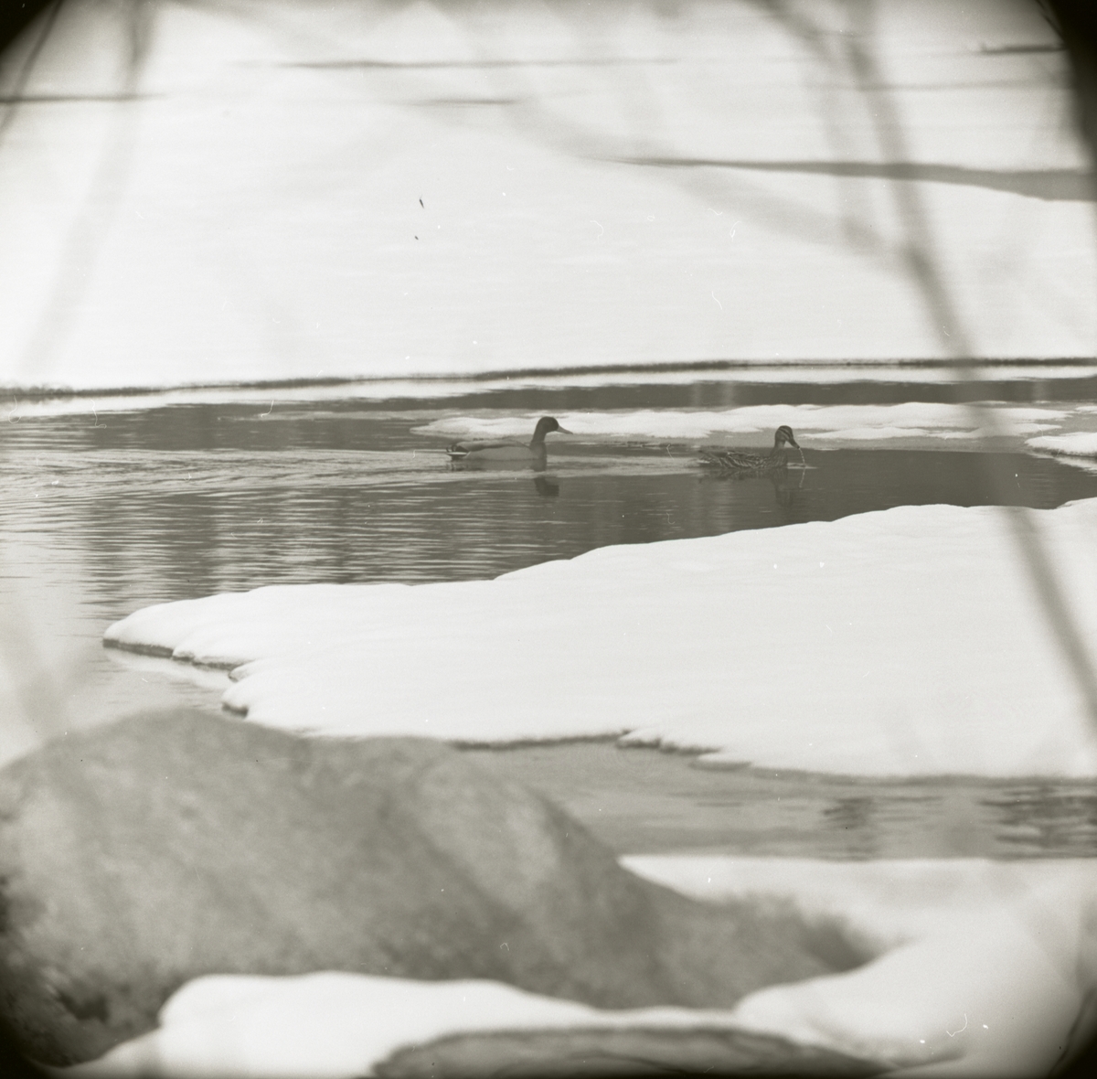 Ett gräsandspar simmar i en isvak i Höleån under vintern 1969.