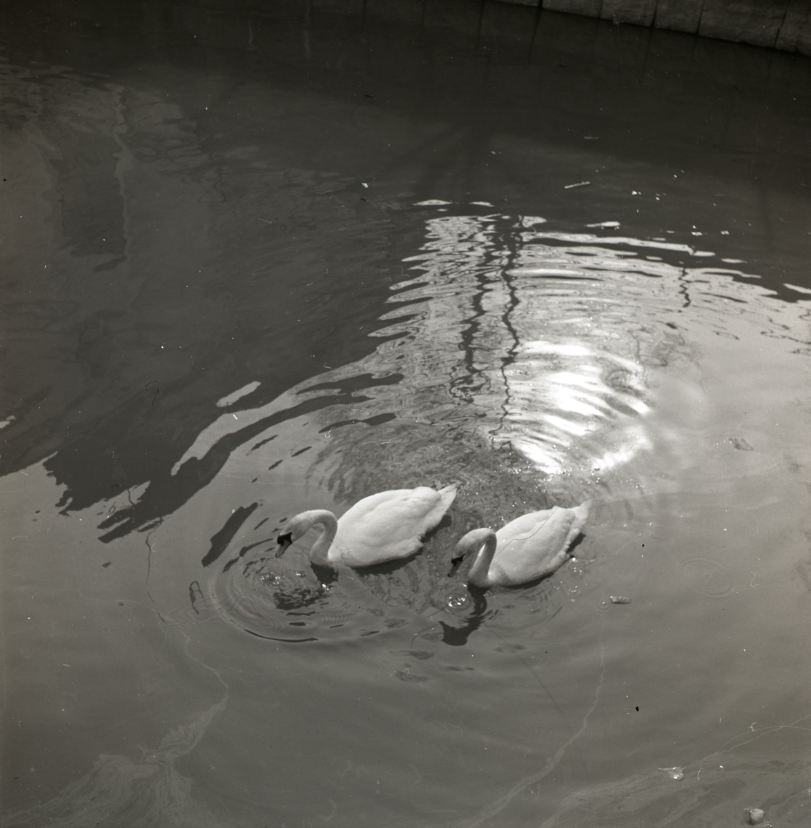 Två knölsvanar simmar i Hudiksvall, april 1951.