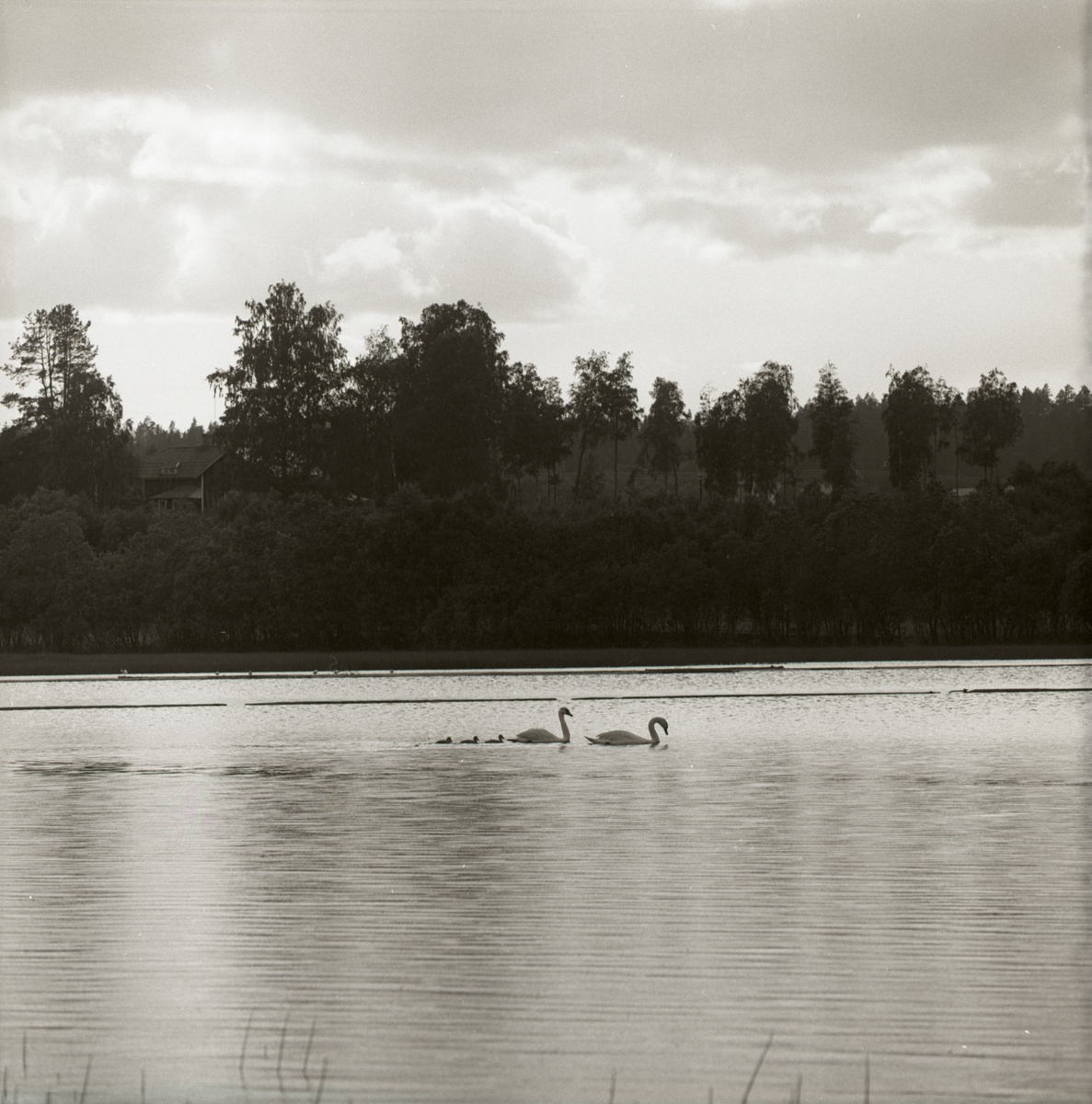 Ett svanpar simmar med sina ungar i Forsa under sommaren 1965.