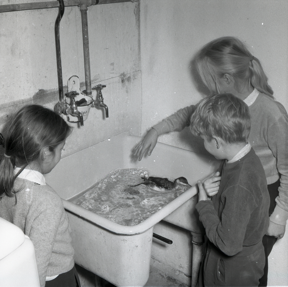 En skadad skägghakedopping får simträna i ett tvättställ i Midnäs, november 1953. Tre barn ser på och vill klappa fågeln.