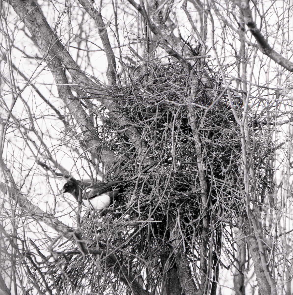 Skata vid sitt bo högt upp i ett träd, april 1975.