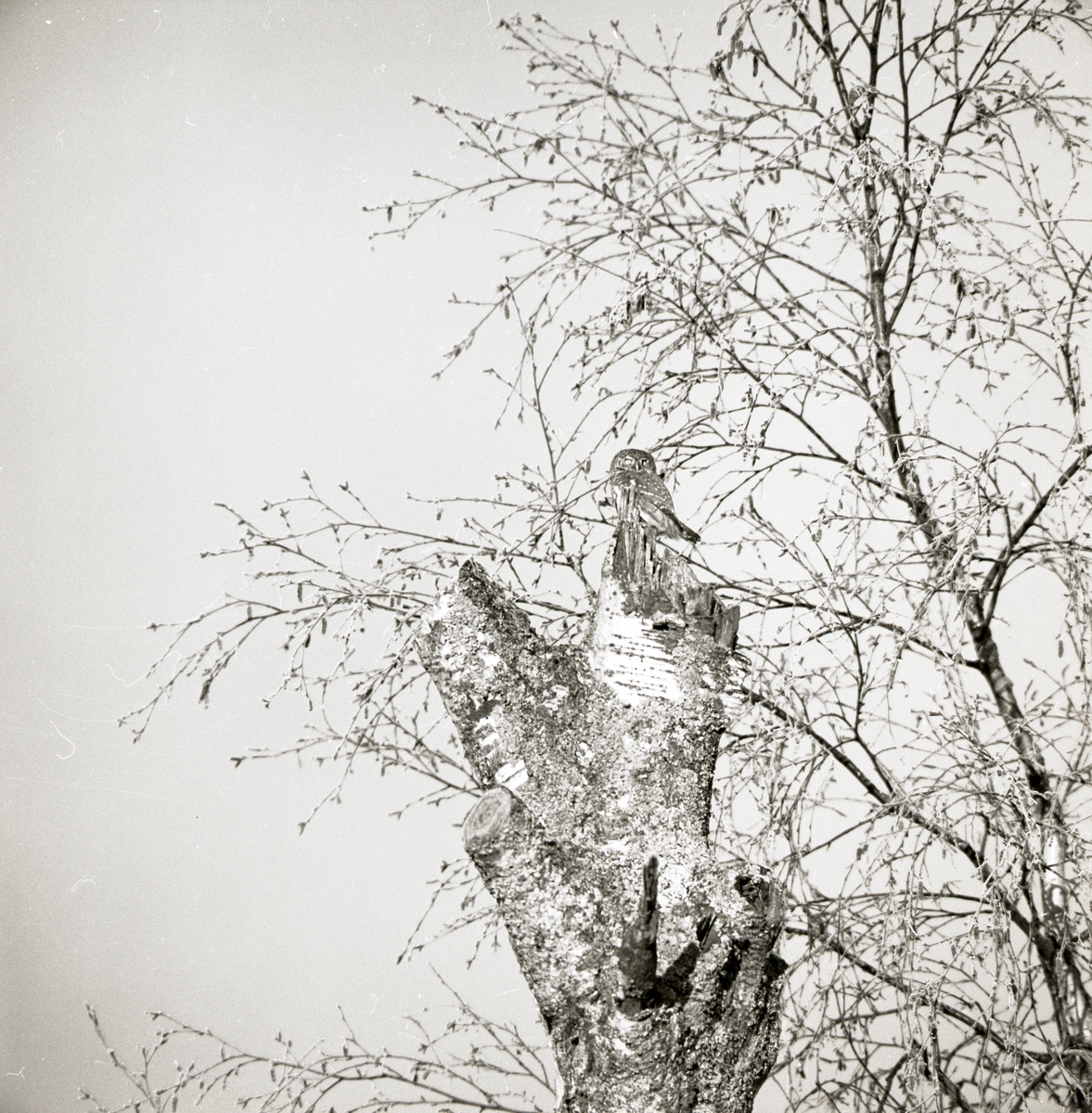 En sparvuggla sitter på en trädstam i Furuberg den 15 september 1970.