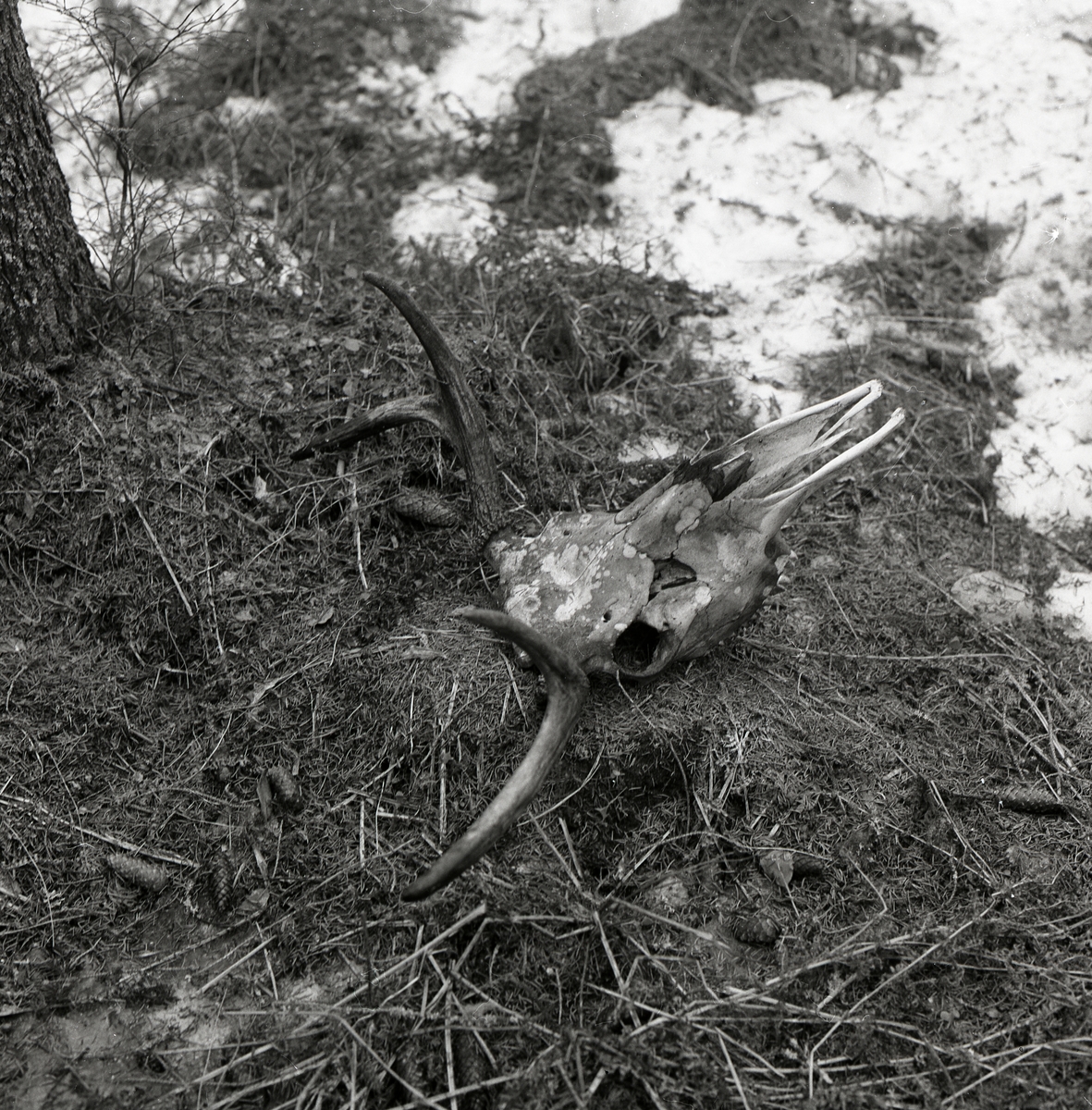 En älgskalle ligger på marken i Västansjö, april 1976.