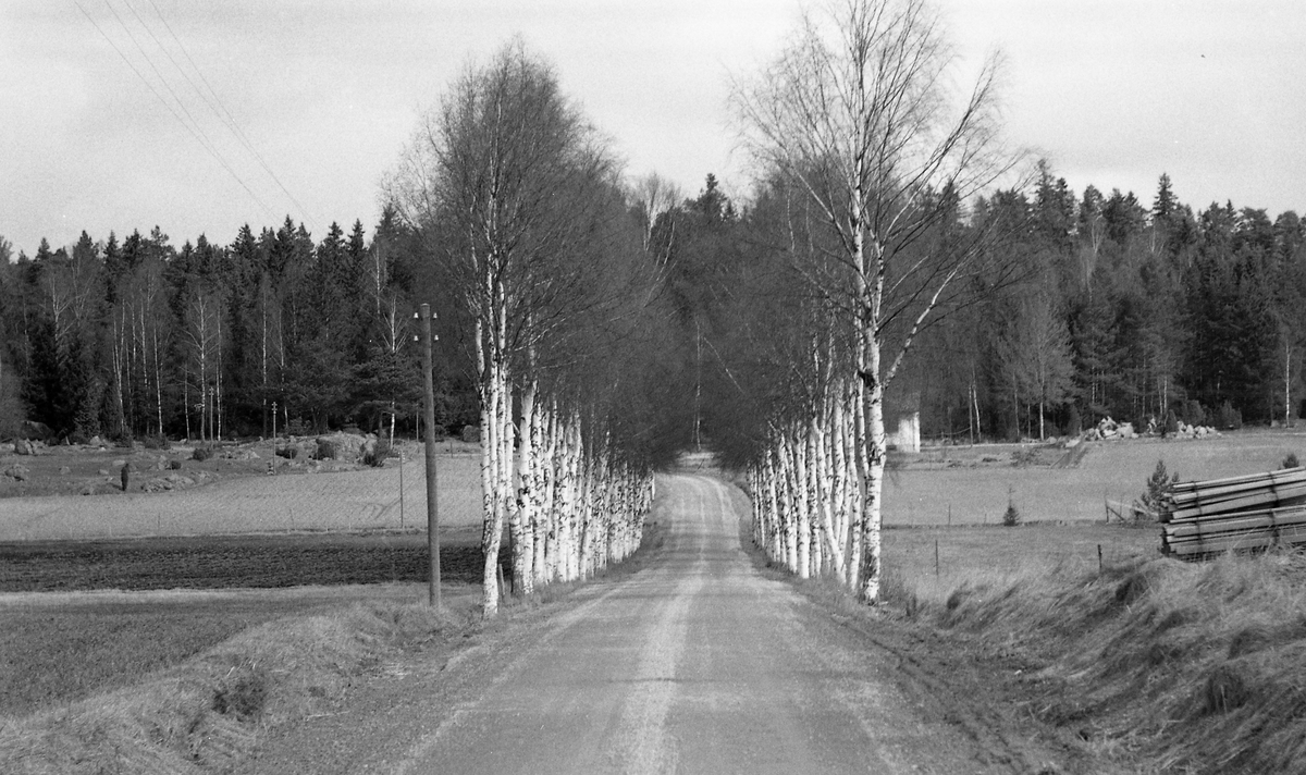 Grusväg med allé av björkar, Uppland 1962