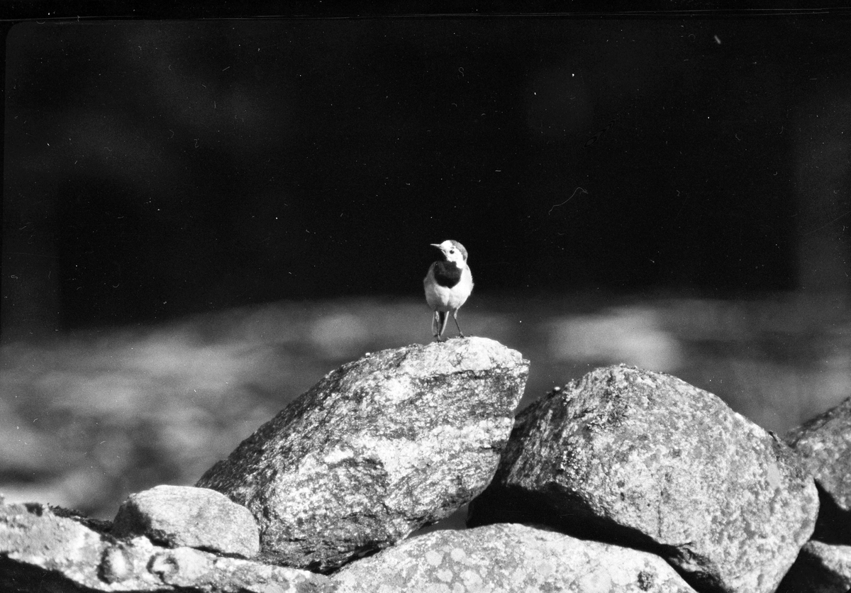 En fågel med sitter på ett litet stenröse. I fotografens anteckningar står det "35 films fr. semester på Halö".