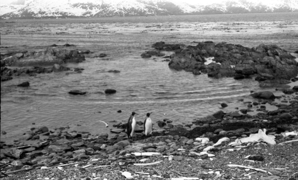 Pingviner på stranden. Fjell i bakgrunnen. Suderøy på vei til fangstfeltet.