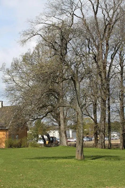 Pæretre fra fattiggårdsperioden på Huseby gård. Foto: MiA.