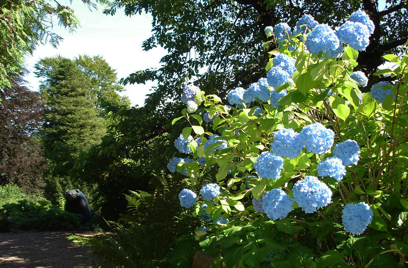 Blå hagehortensia utenfor hovedhuset. Foto: Liv Bjelland (Foto/Photo)