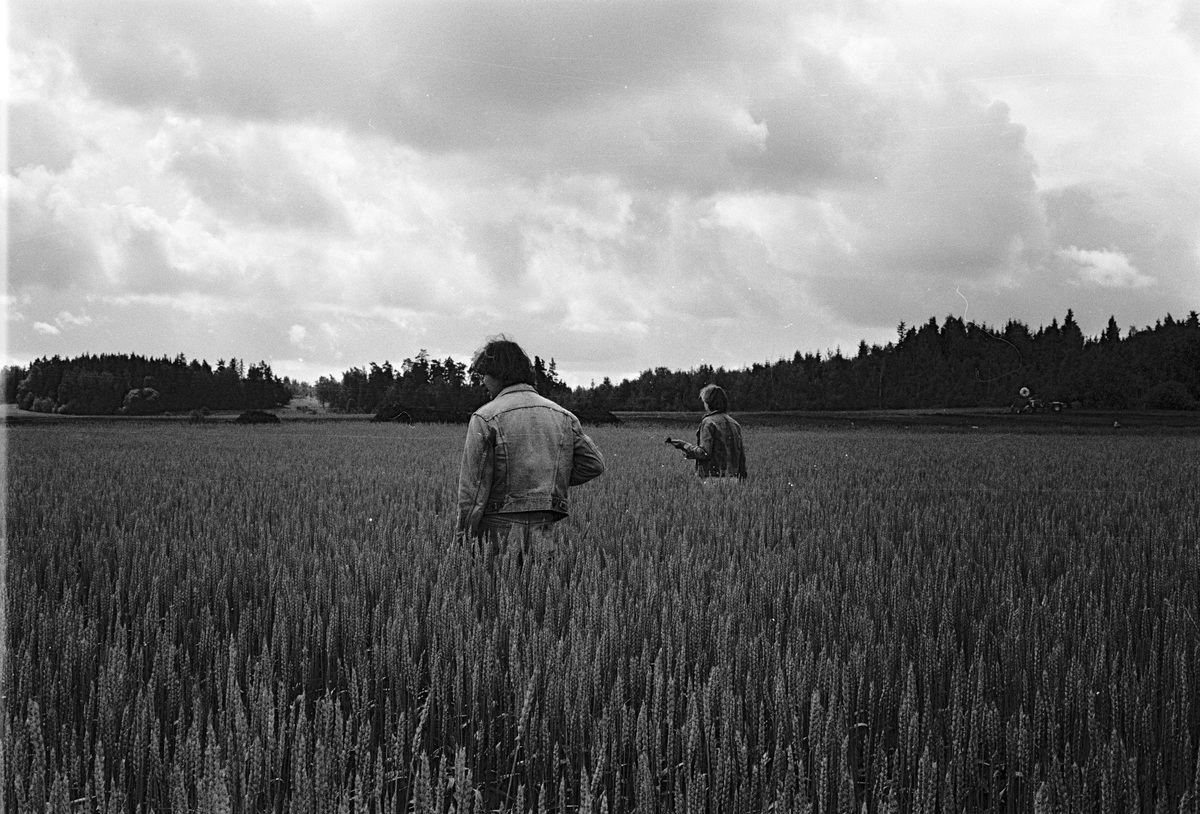 Antikvarie Ulrich Lange från Upplandsmuseet och jordbrukare Kerstin Leijon plockar flyghavre i en veteåker, Stora Bärsta, Uppsala-Näs socken, Uppland juli 1981
