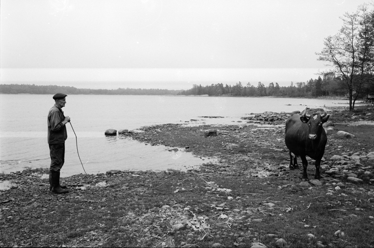 Lantbrukare Arvid Mattsson med ko på stranden, Lönnholmen, Gräsö, Uppland 1994 - 1995